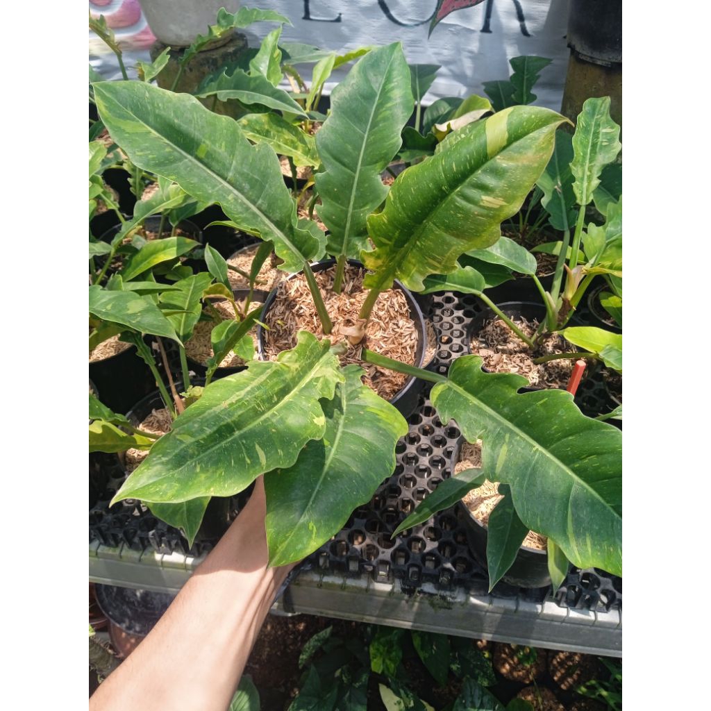 philodendron ring of fire