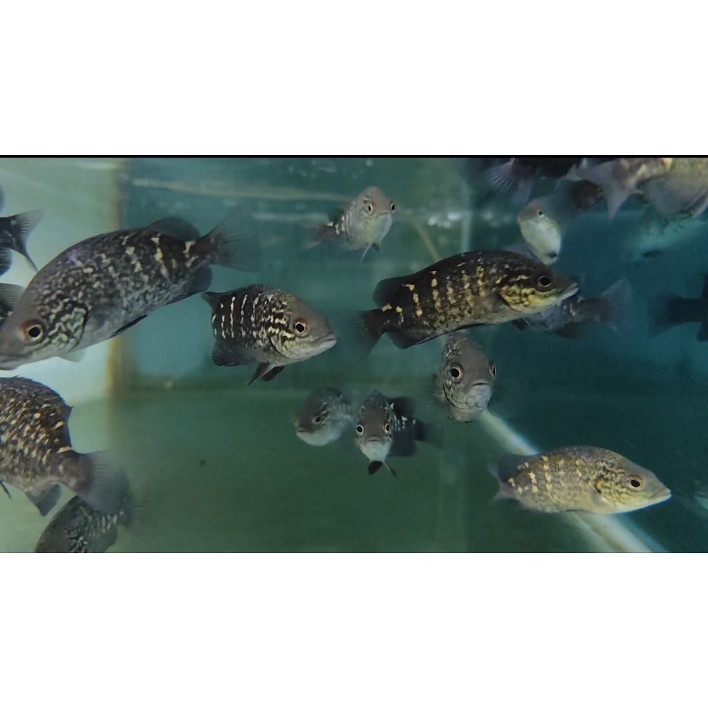 Ikan carbo papua ±11cm