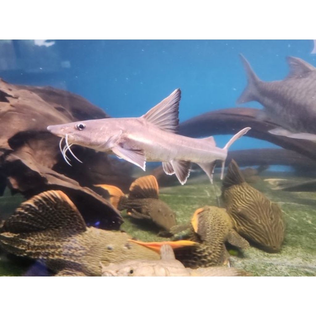 Ikan lele hemiarius stormii catfish ±33cm