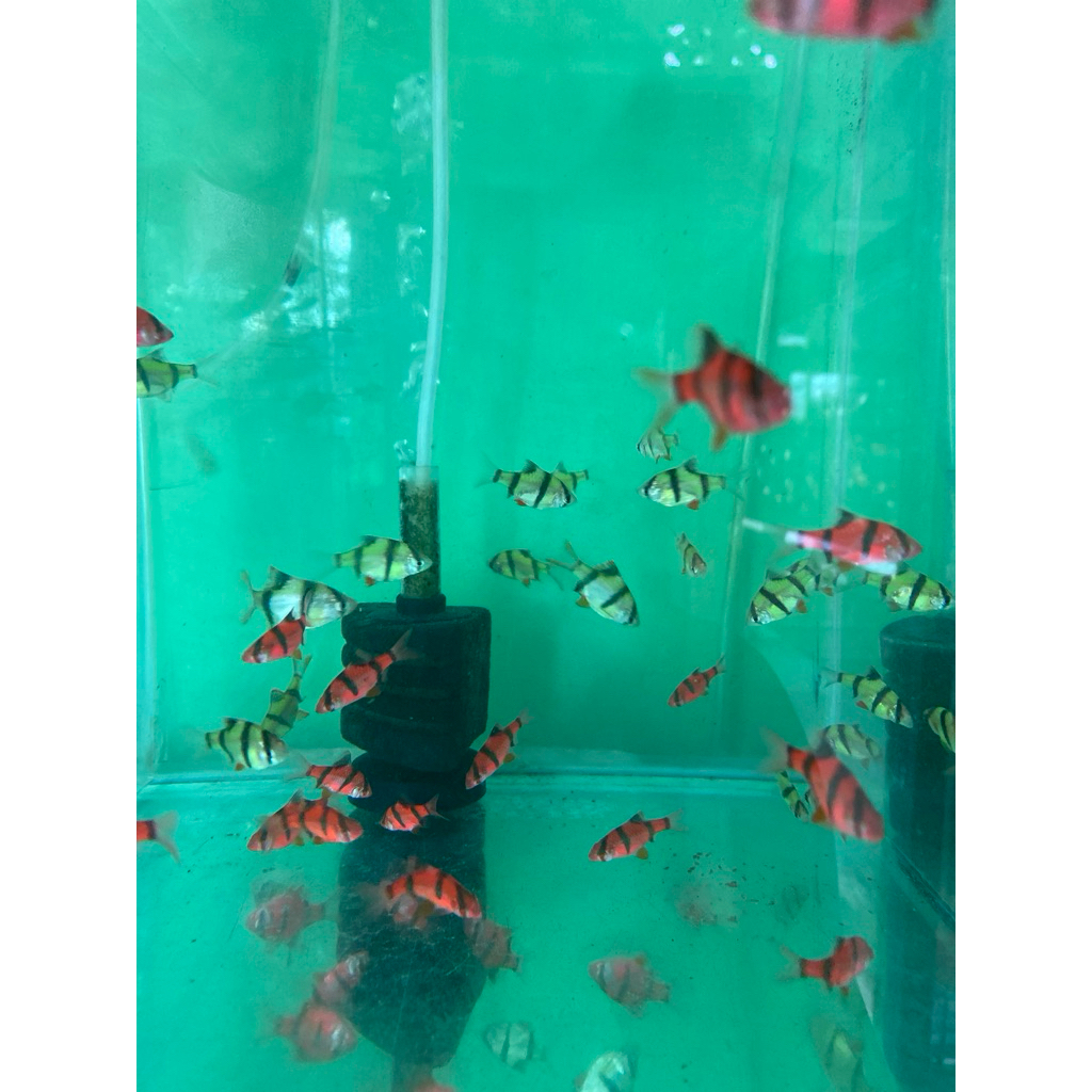 sumatra glowfish belang