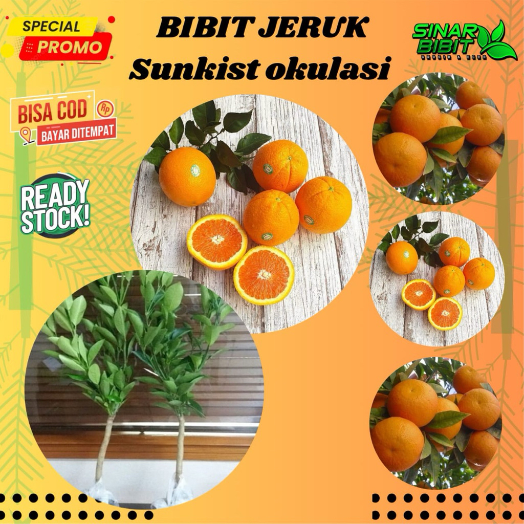 bibit jeruk sunkist cepat berbuah