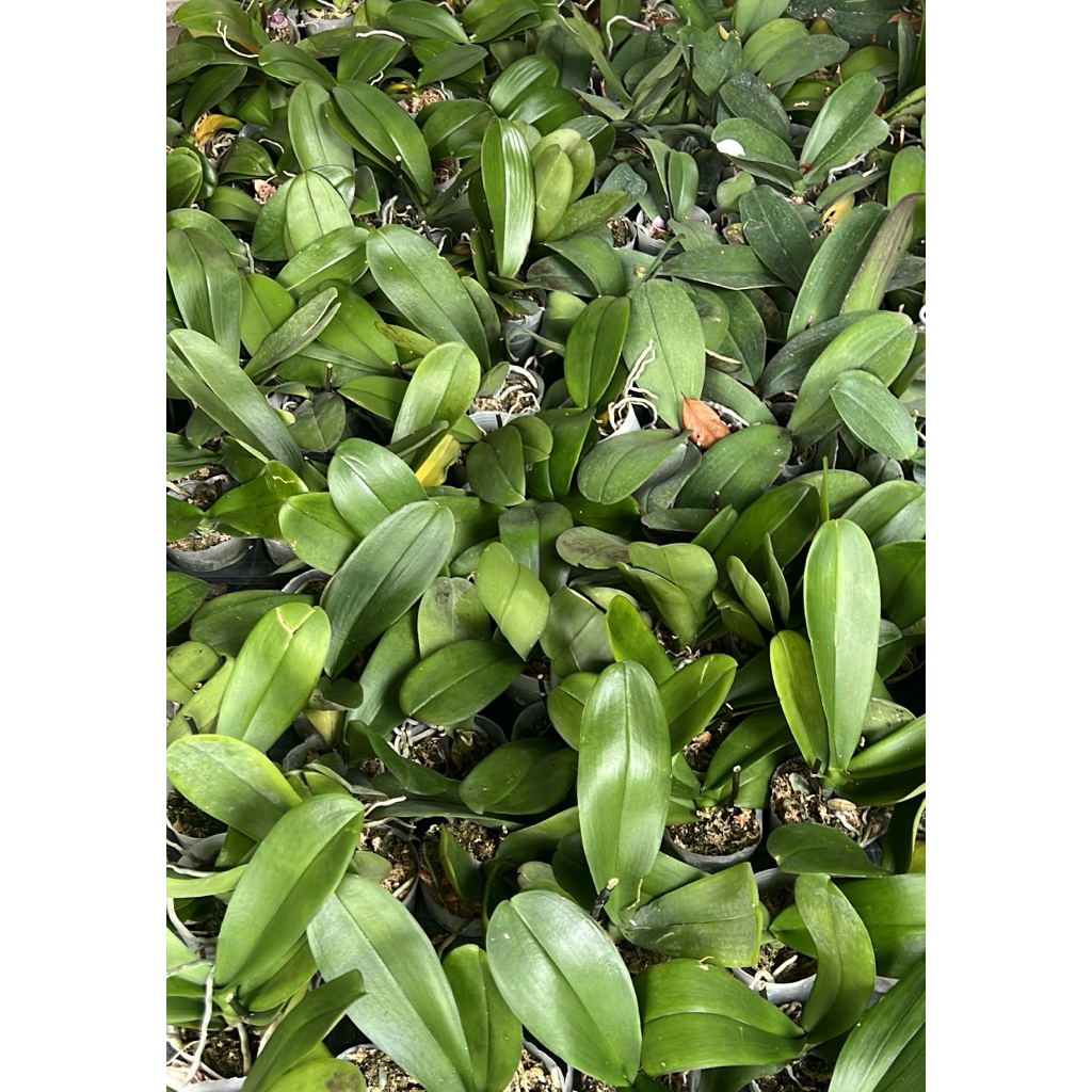 bunga aggrek pasca berbunga