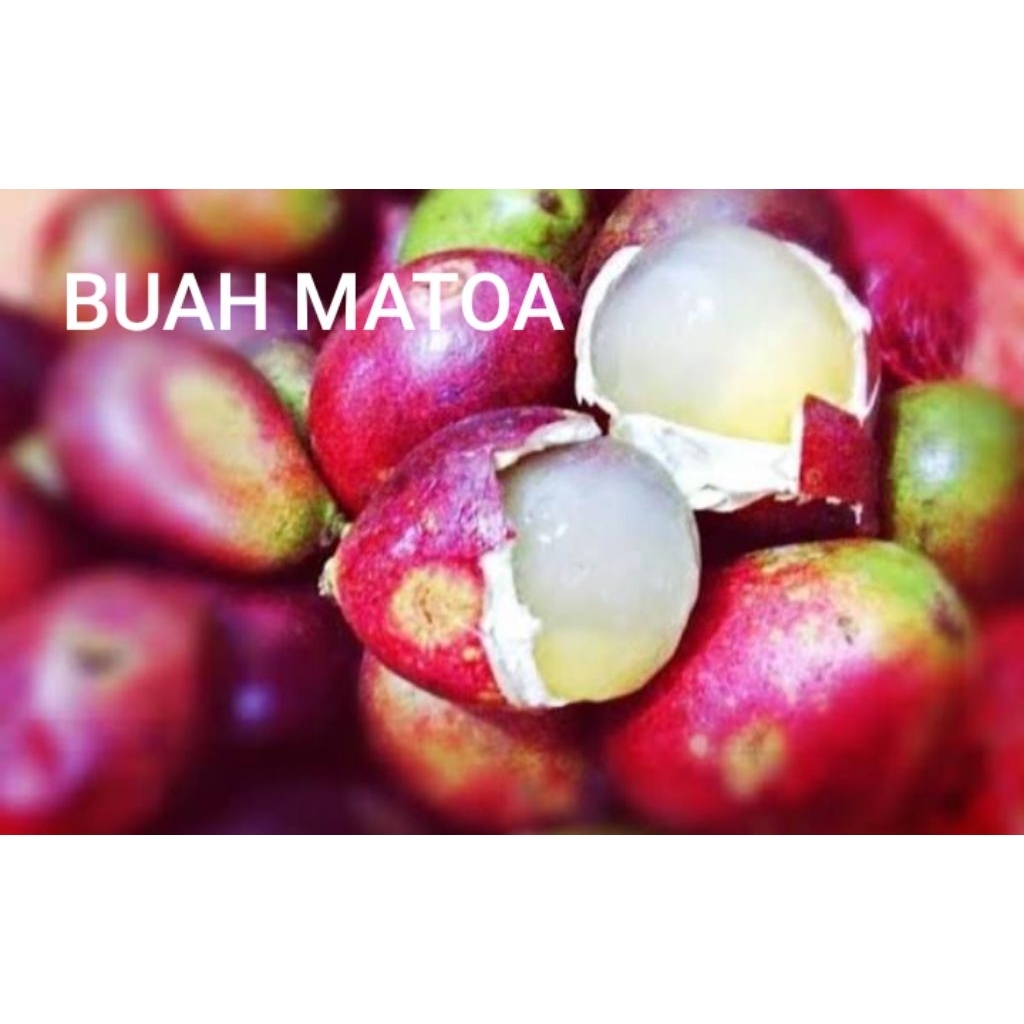 BUAH MATOA FRESH 1 KG