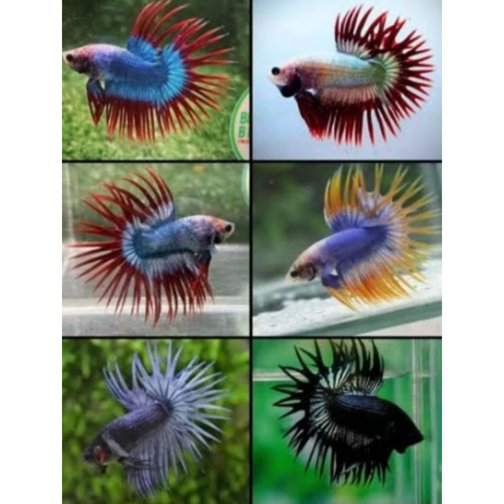 IKAN HIAS CUPANG CROWNTAIL SERIT SIZE +- S-M [ISI 2 EKOR]