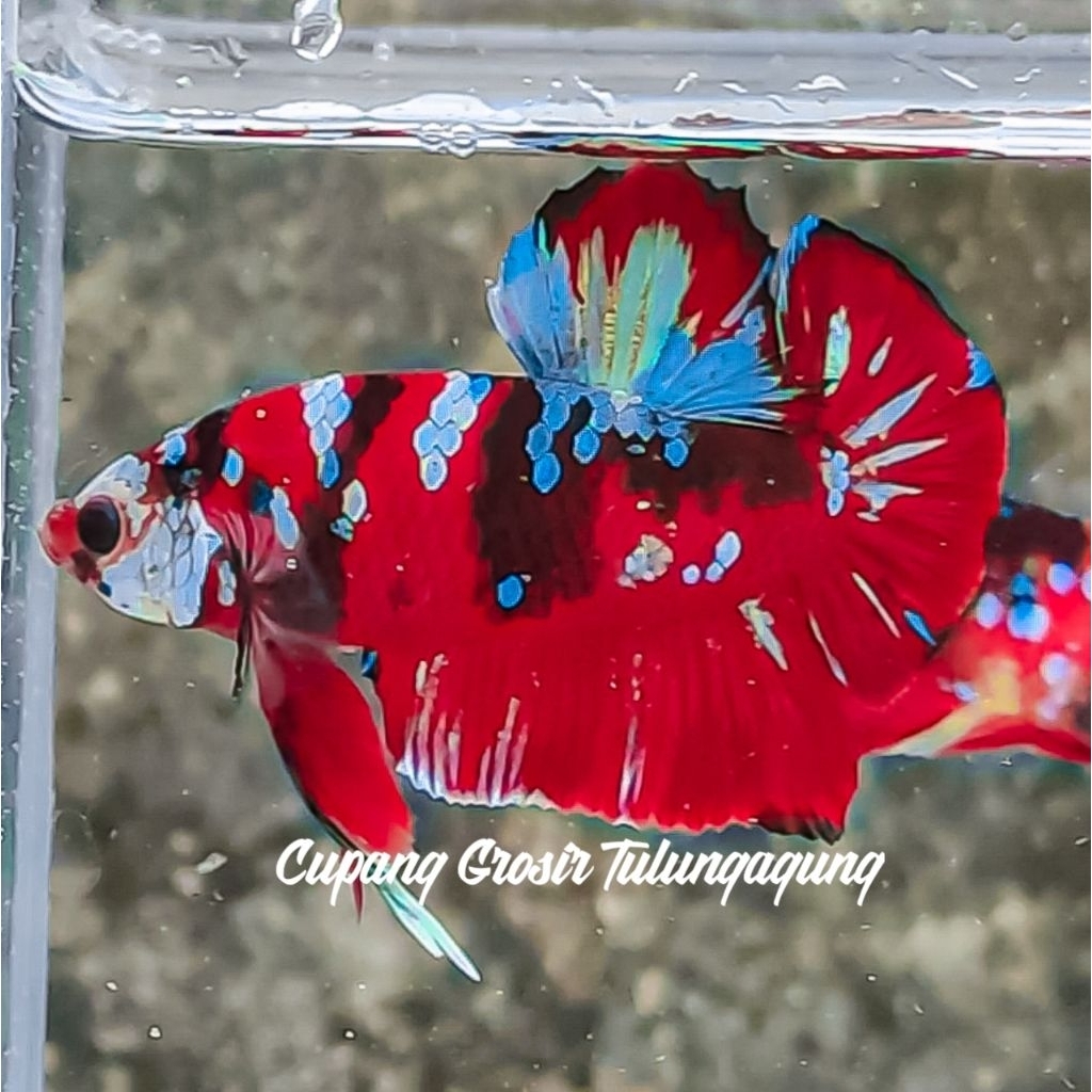 RED KOI GALAXY CALON INDUKAN USIA 3,5 BULAN TOP GRADE BEST SELLER 12K