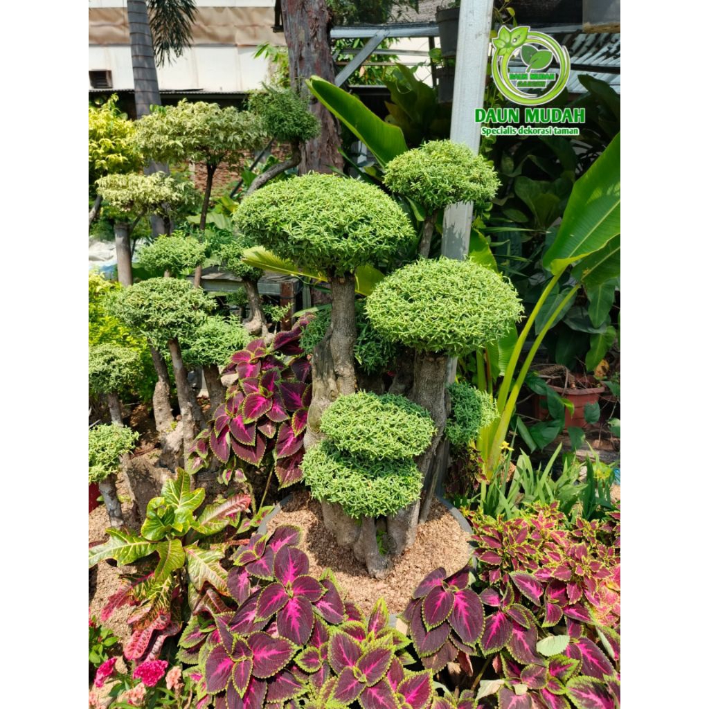 tanaman hias pohon bonsai seribu bintang / bonsai seribu bintang fosil