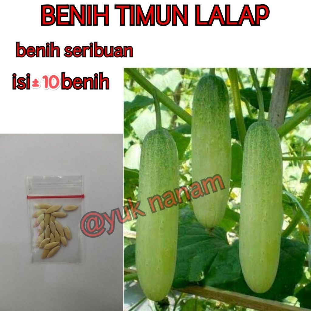 Termurah Benih Timun lalap unggul