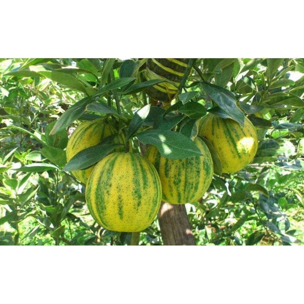 tanaman jeruk sunkist varigata