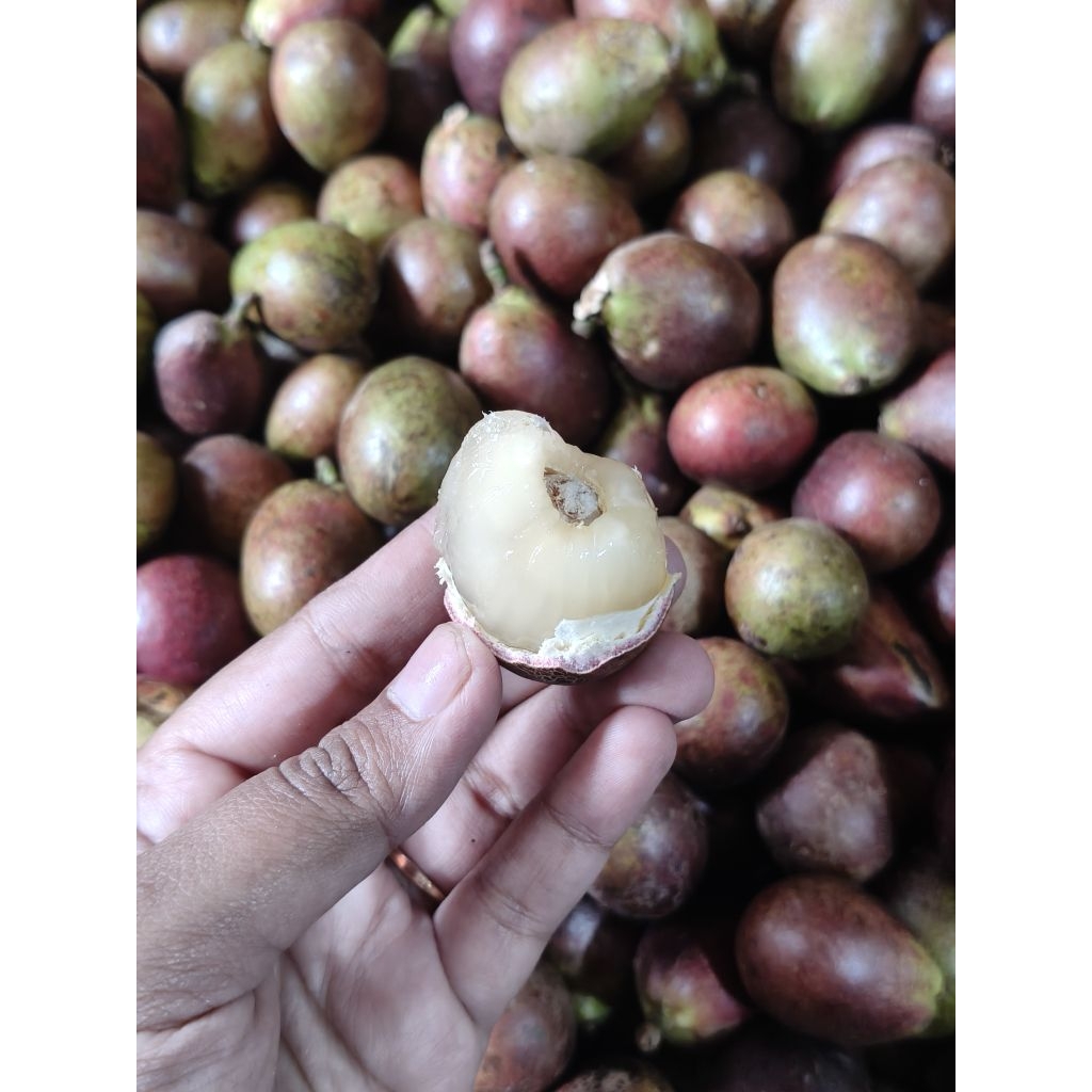 Buah matoa buah unik 1 buah 3 rasa kelengkeng rambutan durian