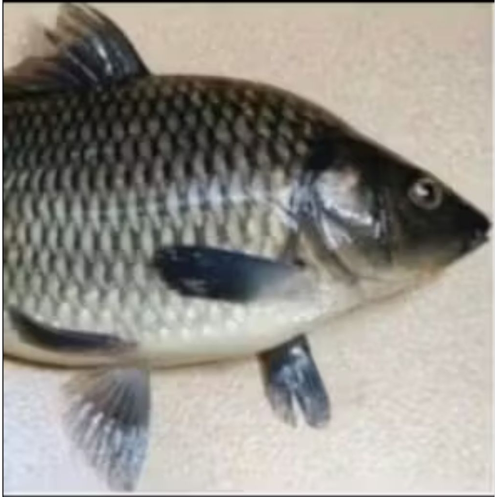 IKAN MAS HIDUP UKURAN 1KG