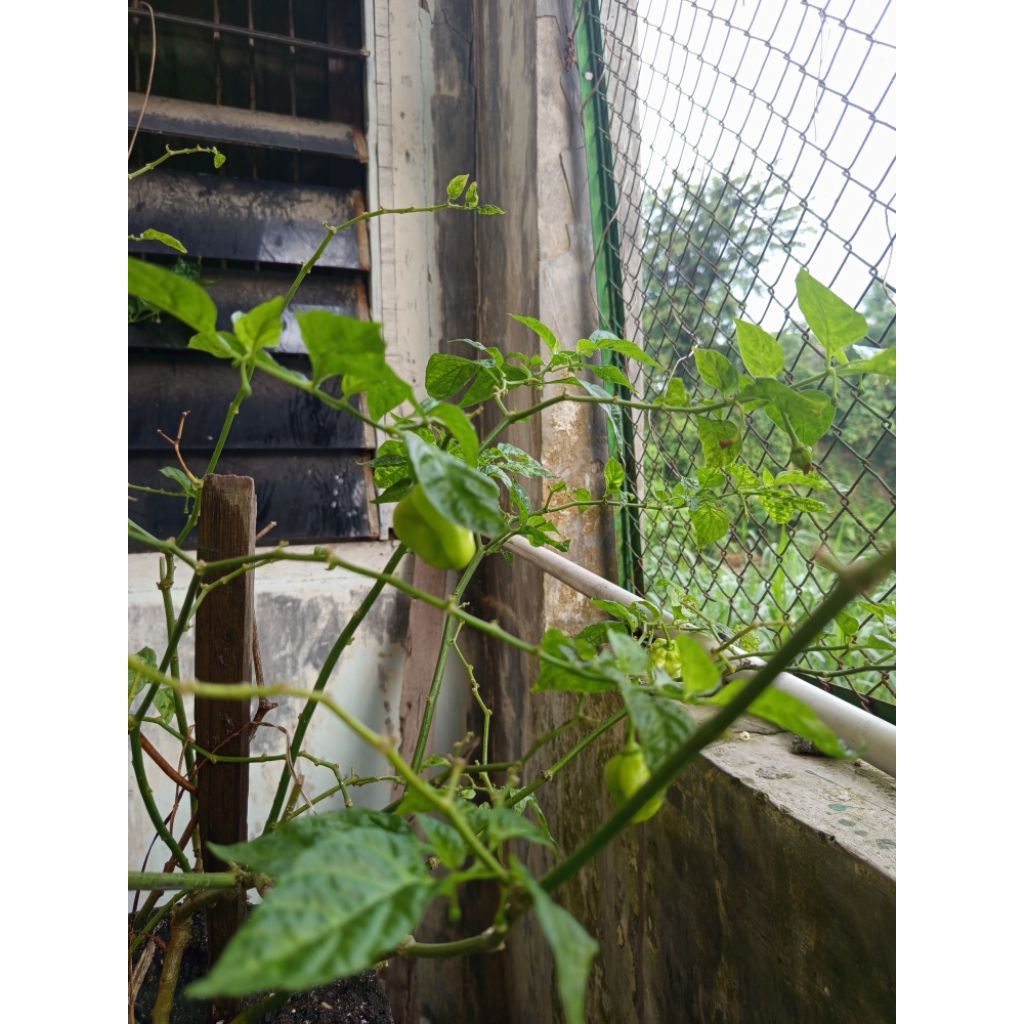 cabai carolina reaper