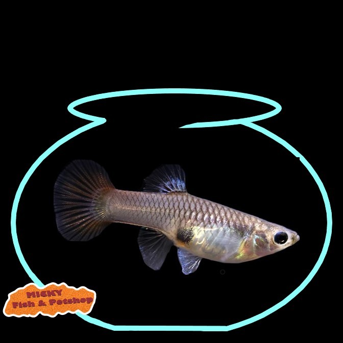 BETINA Red Lace Guppy Grade