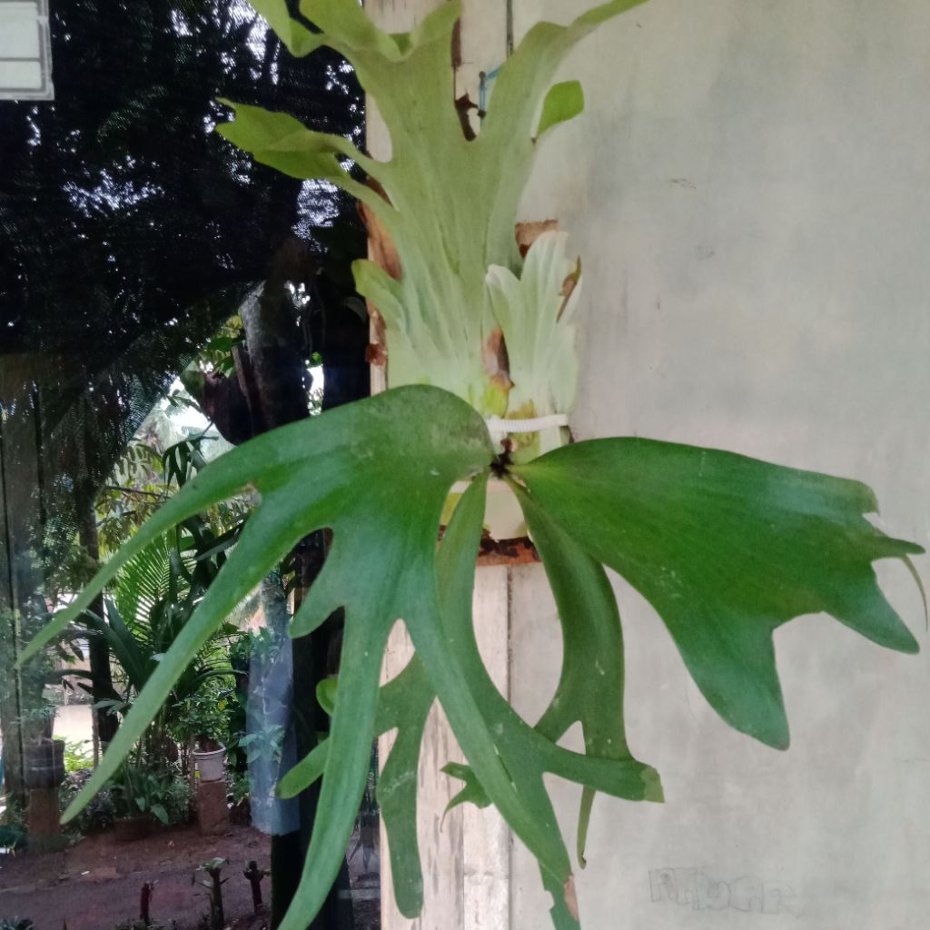 BibitPlatycerium/AnakanPlatycerium