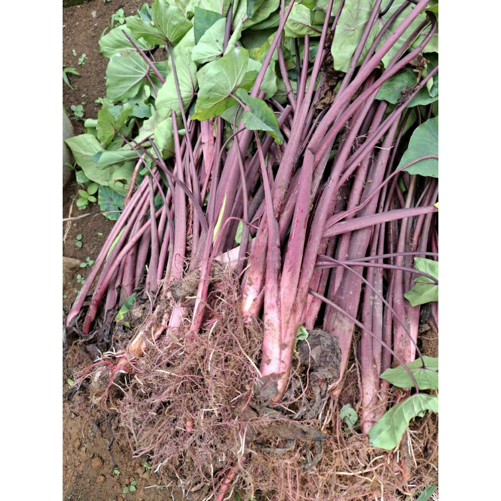 Bibit Talas Super Jumbo 6 Bulan Siap Panen Talas Hias beli 5 gratis 1