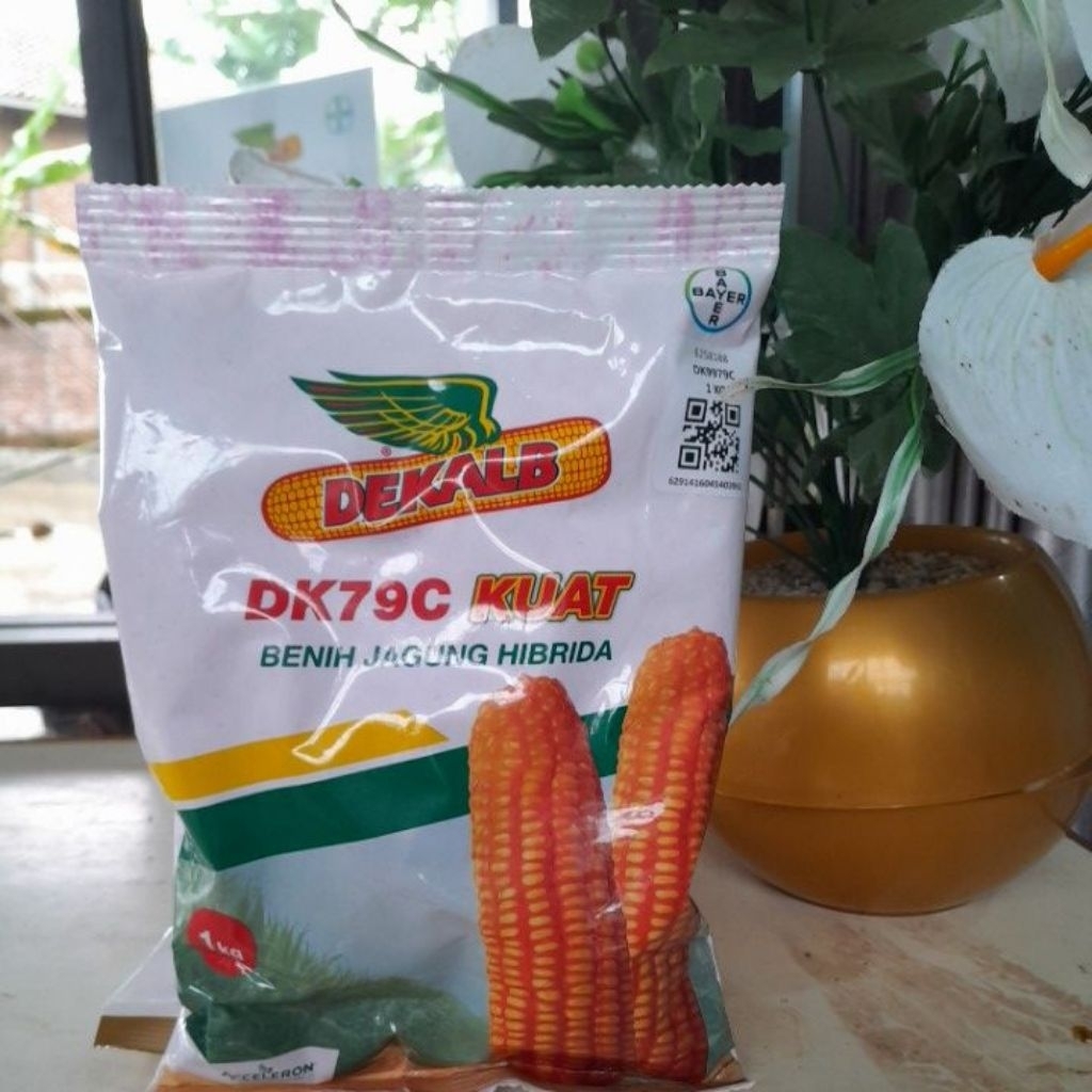 DK79C KUAT