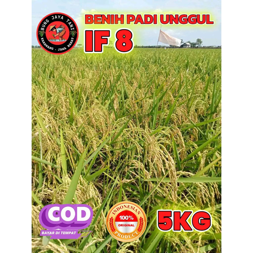 BENIH PADI UNGGUL BERKUALITAS IF 8 KEMASAN 5KG
