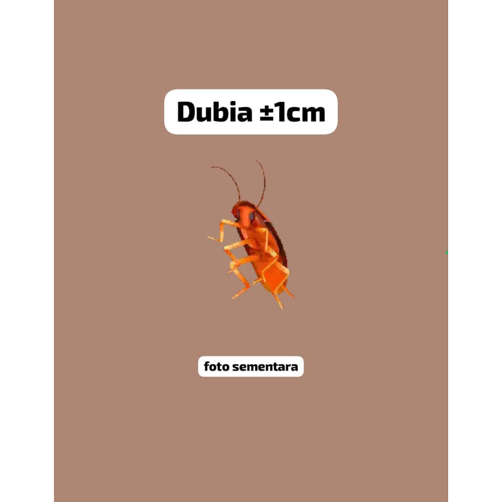 gambar berbentuk kecoa dubia ±1cm