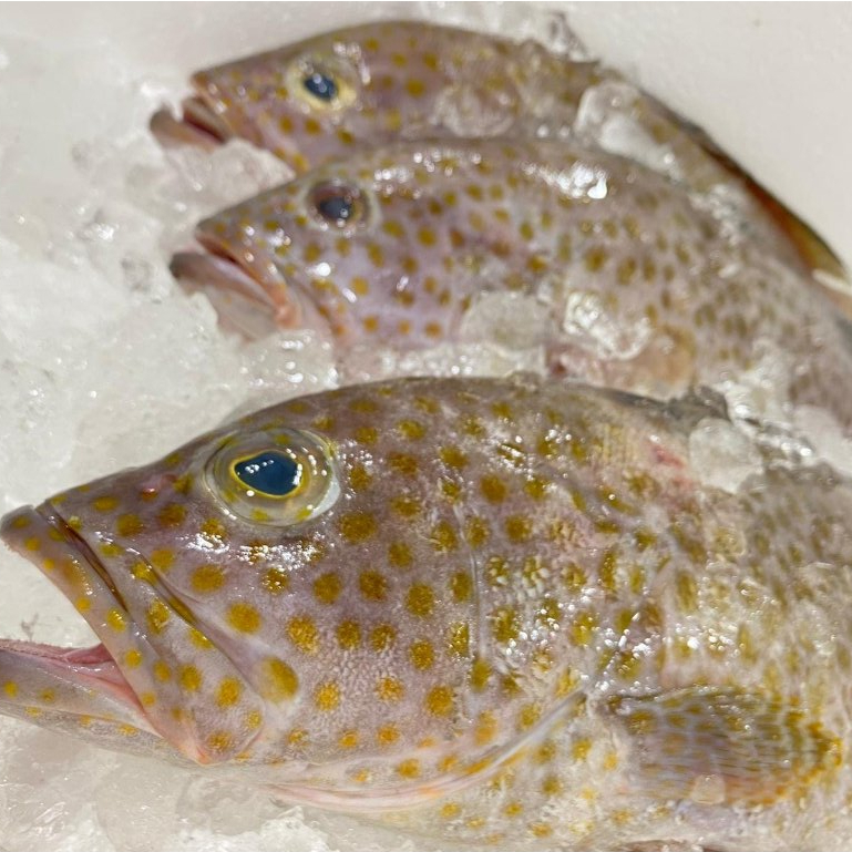 Ikan Kerapu 1Kg Ikan Kerapu Segar Ikan Kerapu Totol Seafood Ikan Laut Segar