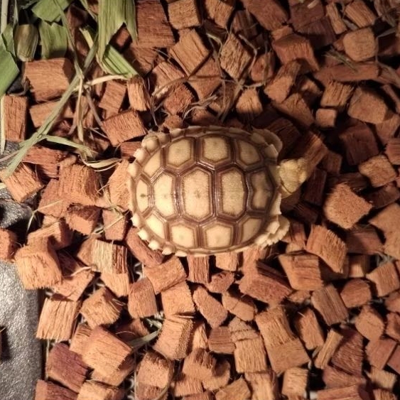 Mainan Sulcata Ukuran 5-6cm