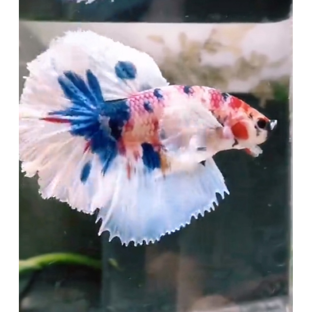 jantan halfmoon dumbo ear  | cupang halfmoon kuping besar