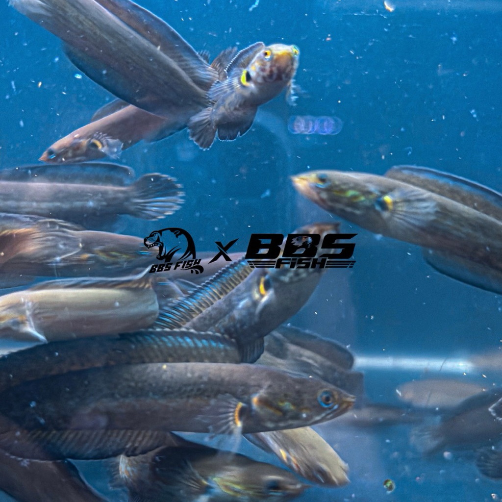 ( Channa ) Andrao Bahan Grade A+ free sticker