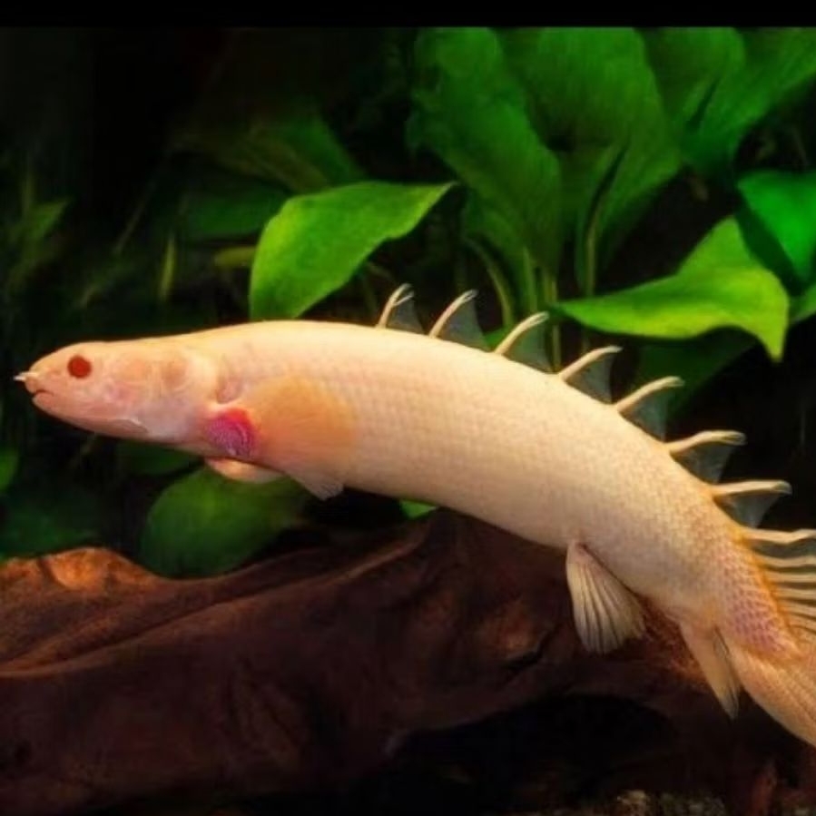 palmas albino (ikan naga) berkualitas ukuran 10-11cm