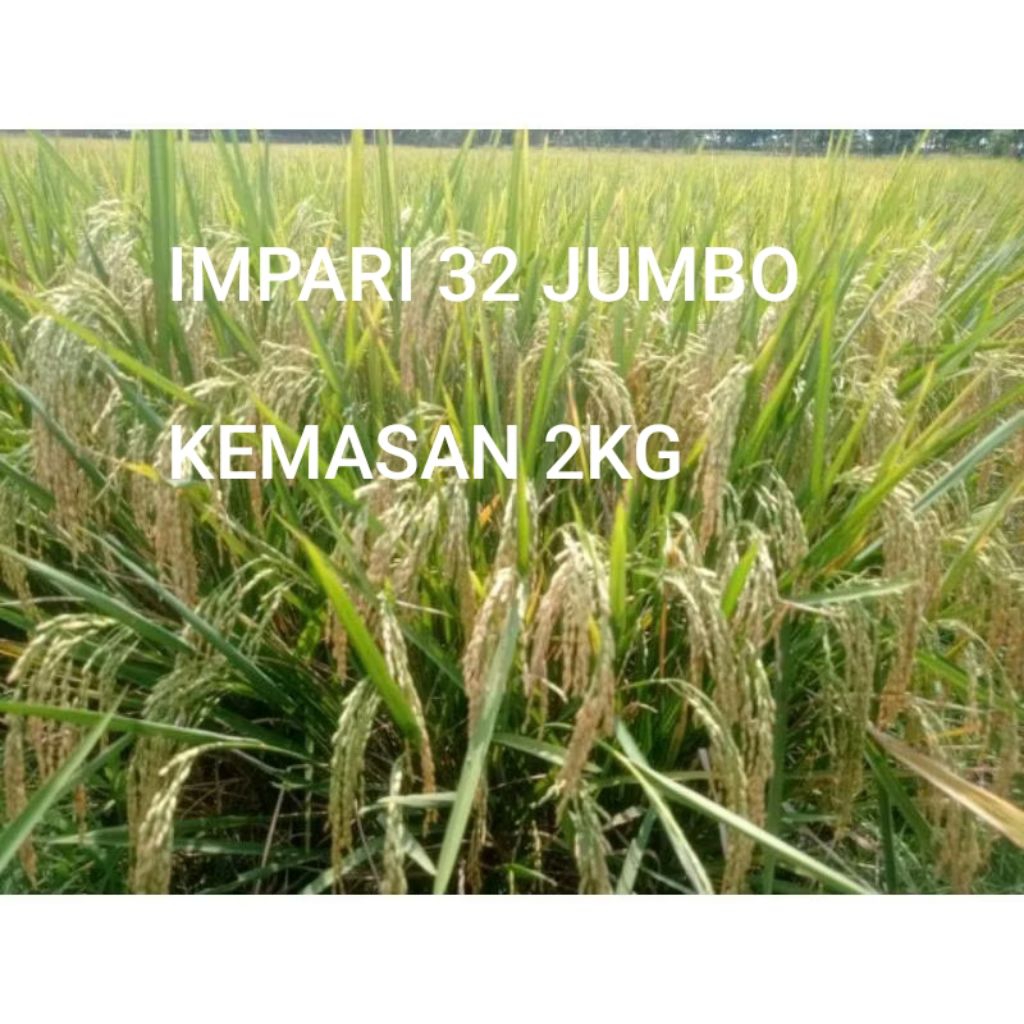 Benih Padi inpari 32 Jumbo kemasan 2kg bibit padi unggl 32 jumbo Asli