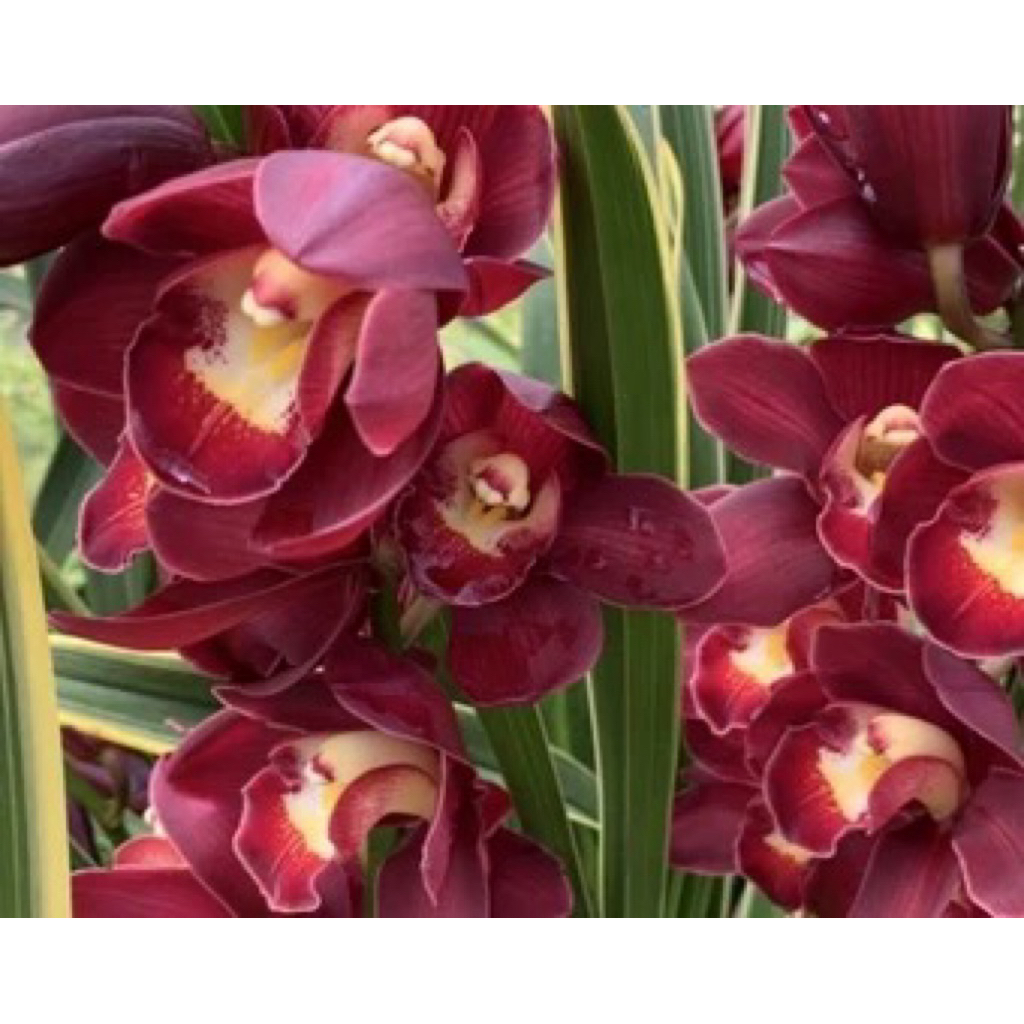 Anggrek Tanah Cymbidium Pink