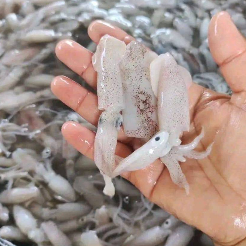 Baby Cumi Segar 1 Kilo / Cumi Segar