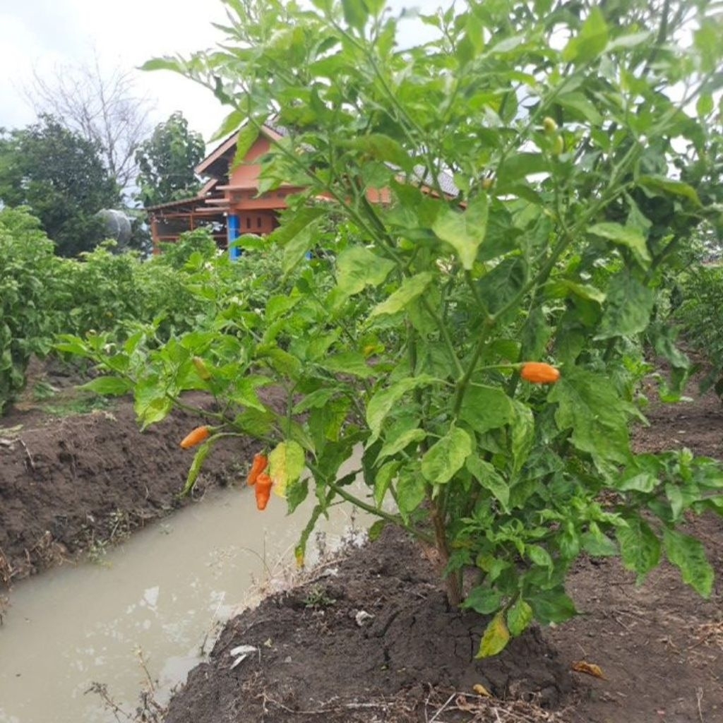 cabe rawit ori setan 212