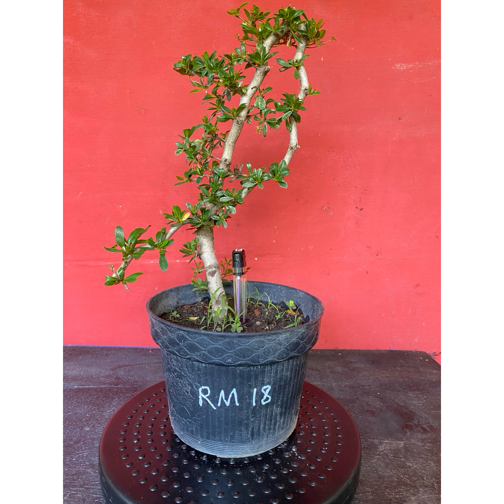 Bahan Bonsai Black Olive