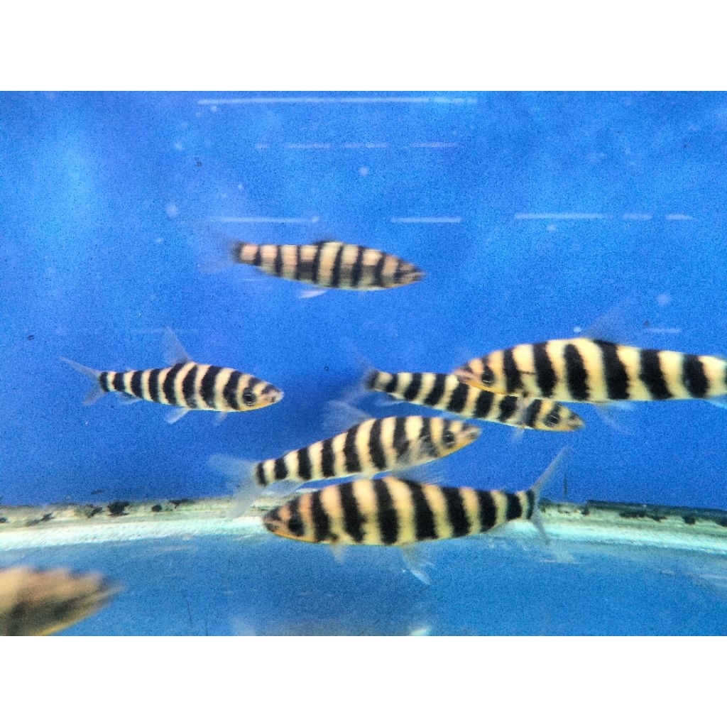 Ikan kaos kaki atau leporinus pekanbaru