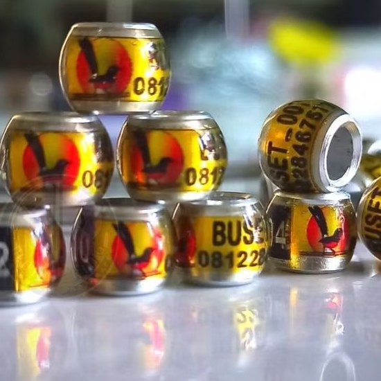 RING BURUNG MURAI BATU merpati dekuku puter