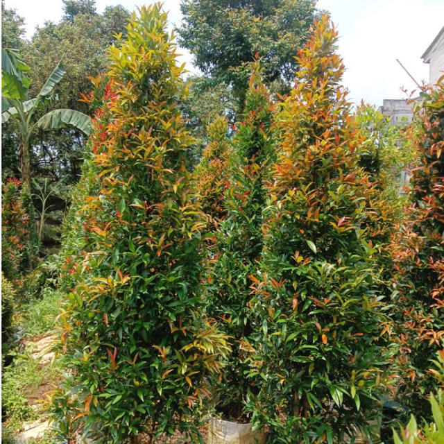 PROMO tanaman hias pucuk merah ukuran 1,5 1,2 meter daun rimbunn / tanaman pucuk merah