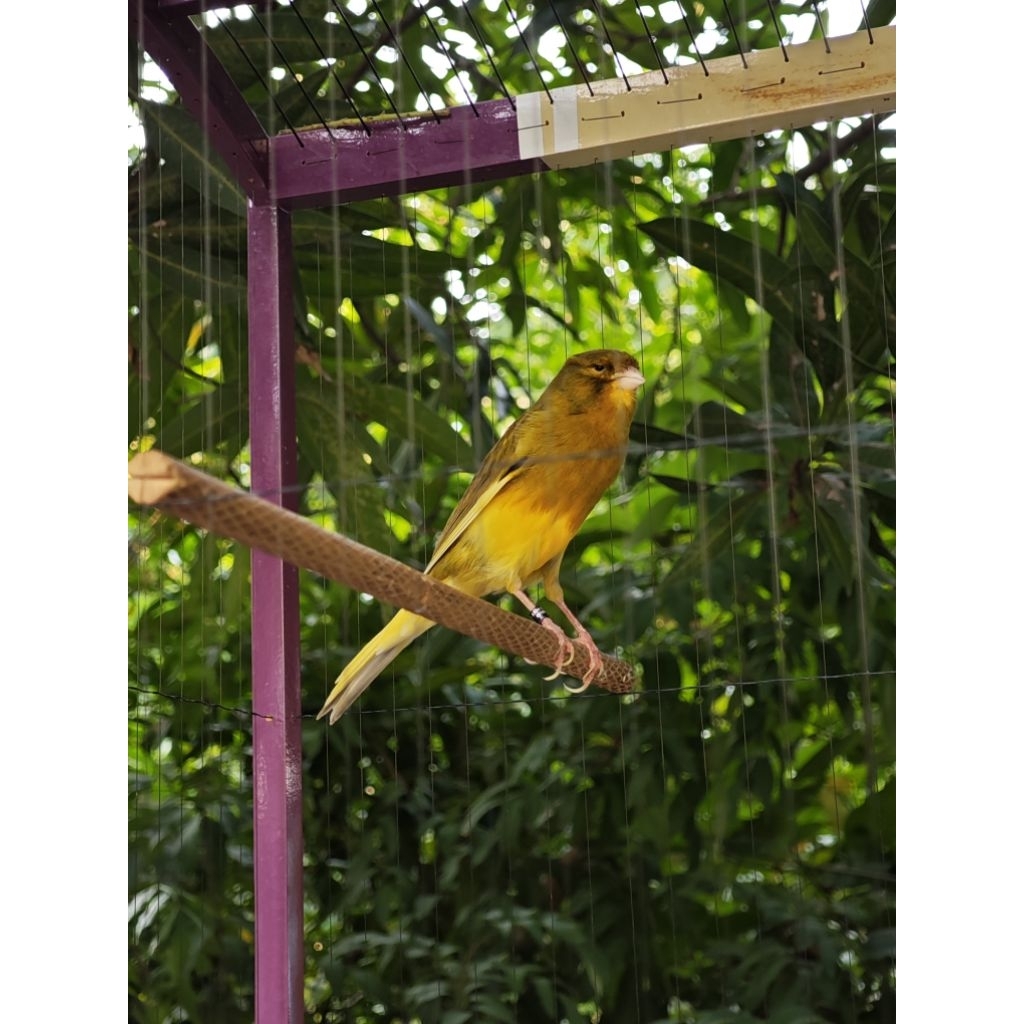 kenari f1ys ring Klaten