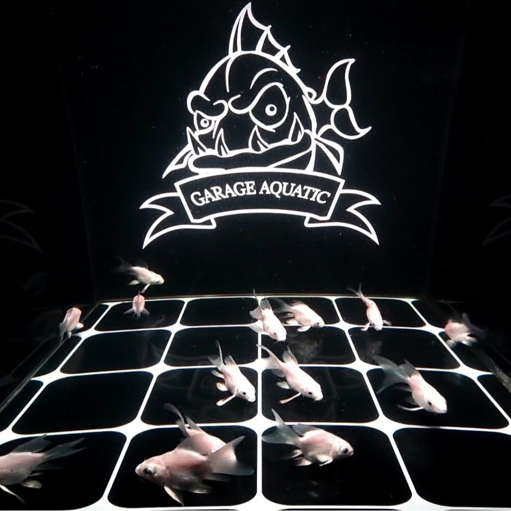 (INSTANT) KOI HUDIELONG PLATINUM BUTTERFLY KOI SHORT BODY CHINA IKAN HIAS EKSOTIS AQUARIUM KOLAM