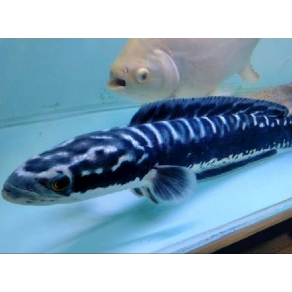 bergaransi toman jumbo 16-19cm berkualitas