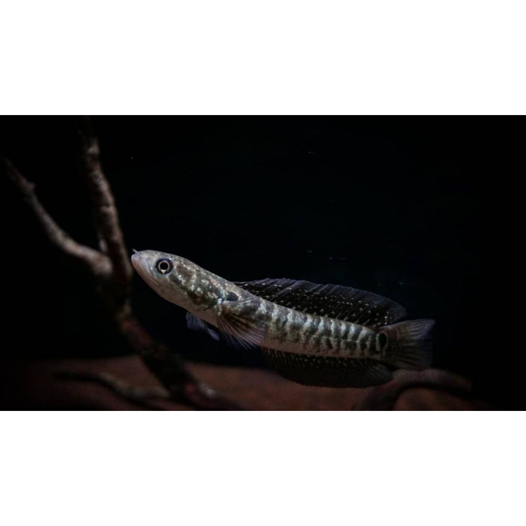 stiker asiatica rsws berkualitas berukuran 7-10cm