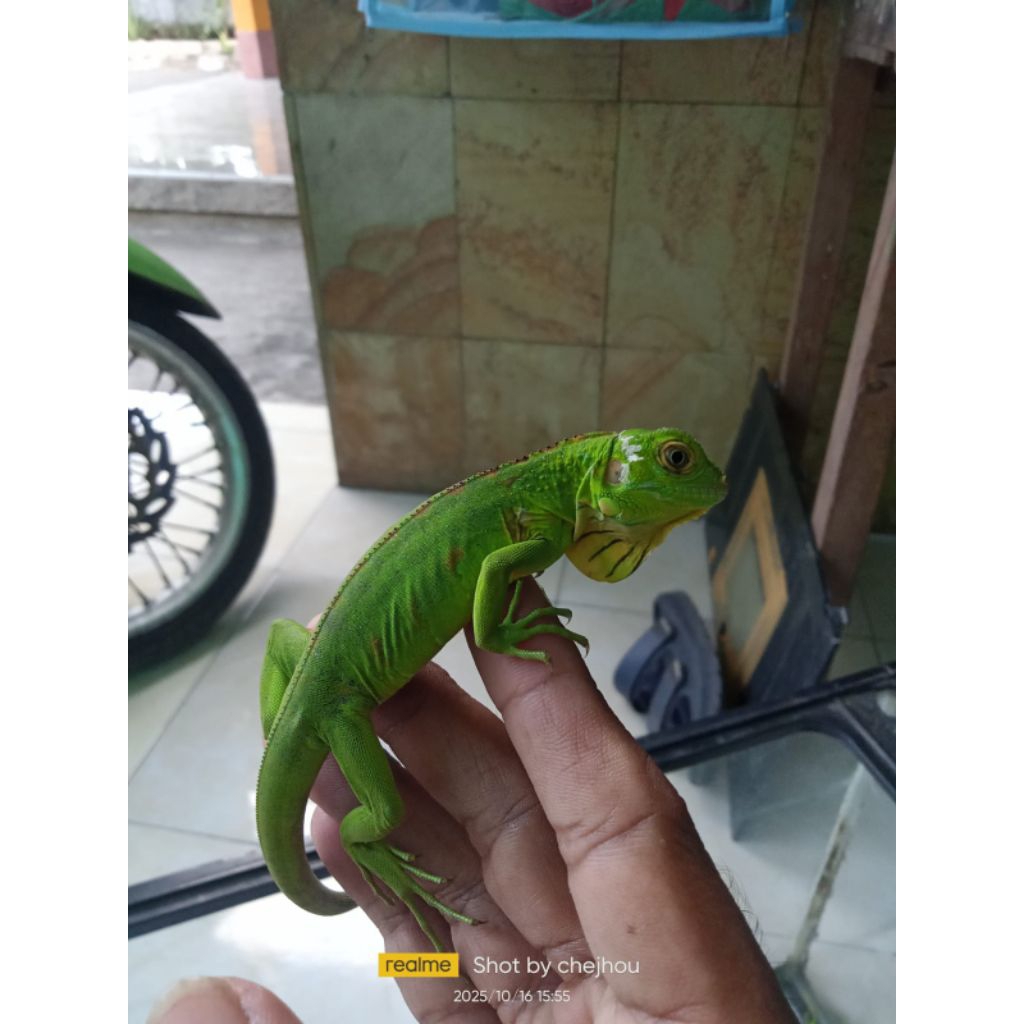 pelet pakan iguana green het albino