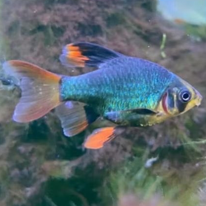 green tiger sumatra slayer