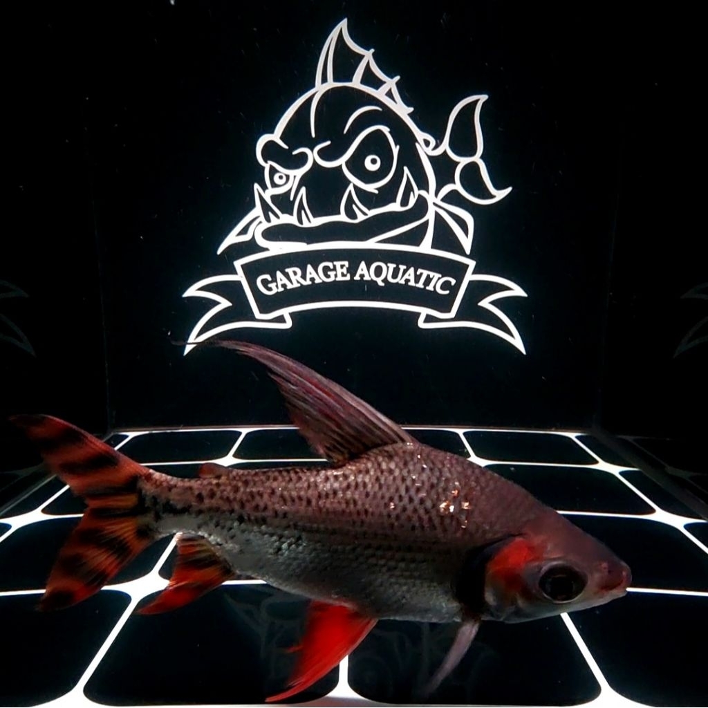 (INSTANT) RED FEIFENG AMERICAN FLAGTAIL TANK MATE IKAN HIAS PEMBERSIH EKSOTIS AQUARIUM KOLAM