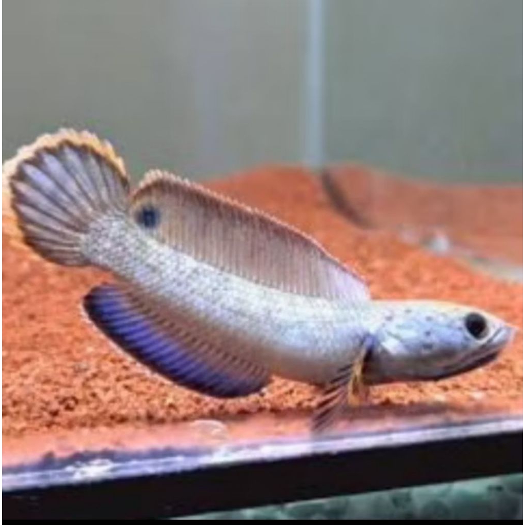 pakan pelet Channa blue bengal 3-4cm garansi original beli 10 gratis 25