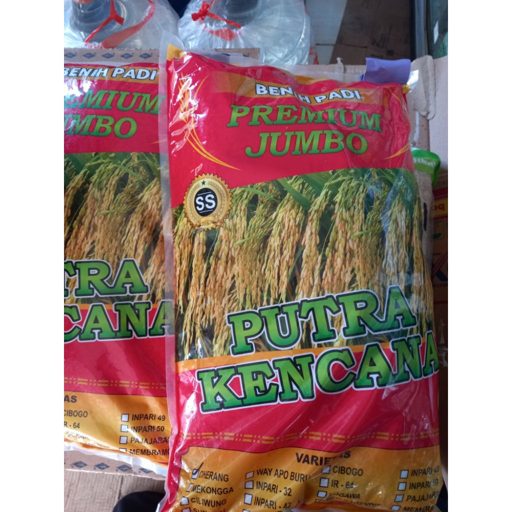BENIH PADI JUMBO PUTRA KENCANA CIHERANG