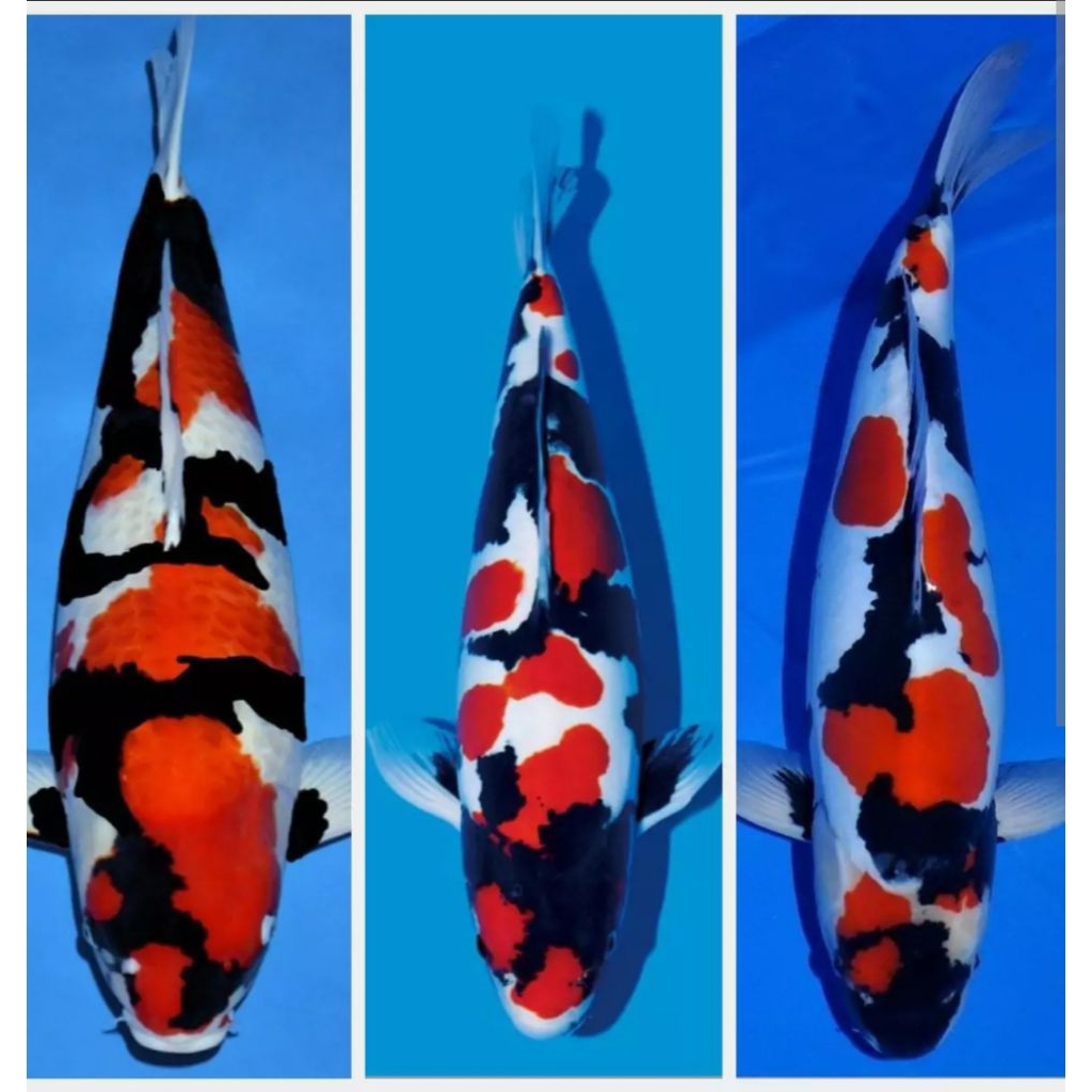 Ikan Koi Showa Sanshoku Hitam Putih Merah hiasan kolam aquarium tankmate berkualitas, sehat sudah ka
