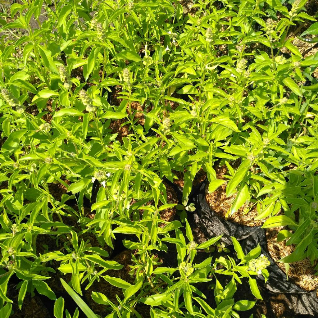 Lalapan Daun kemangi