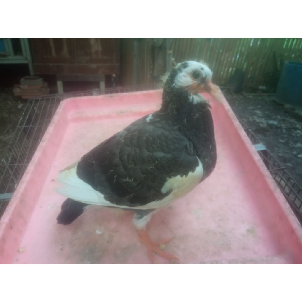 Merpati Balap/Merpati Kolong