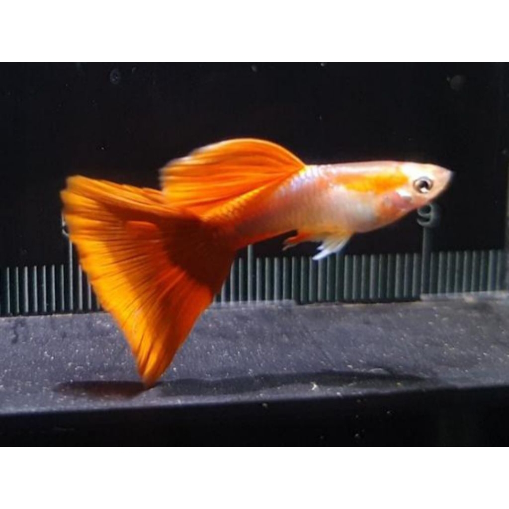 GUPPY BLONDE HB RED