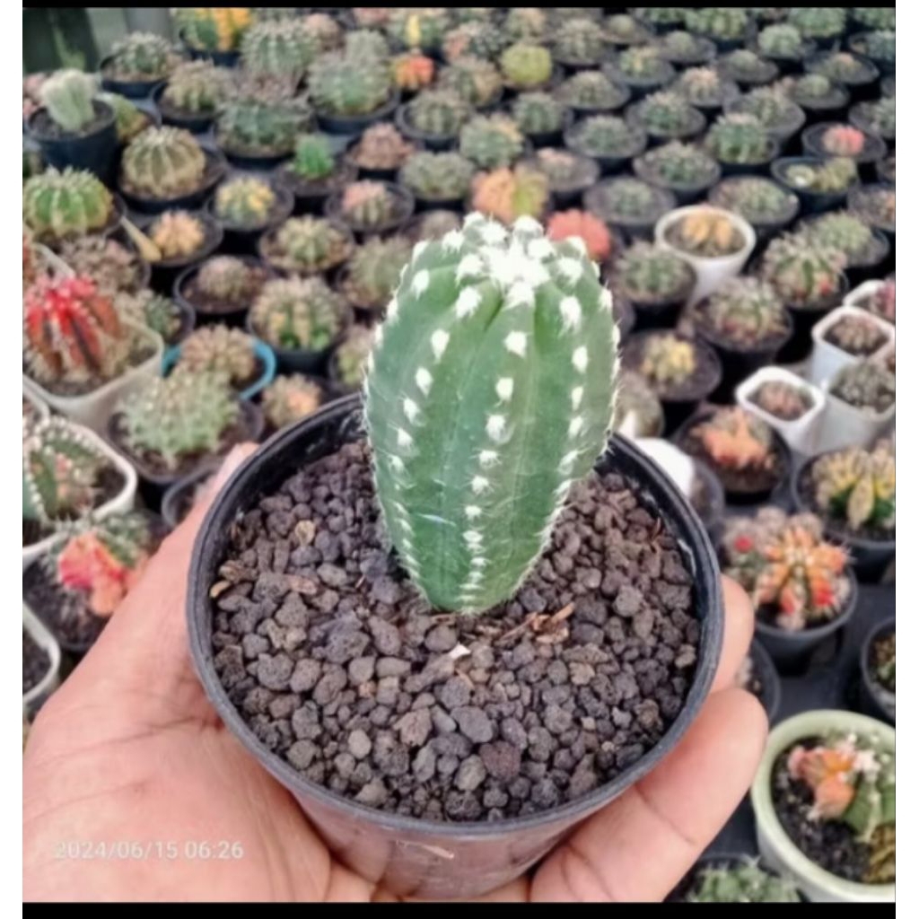 kaktus hias/kaktus bulat/kaktus panjang/kaktus tanaman hias