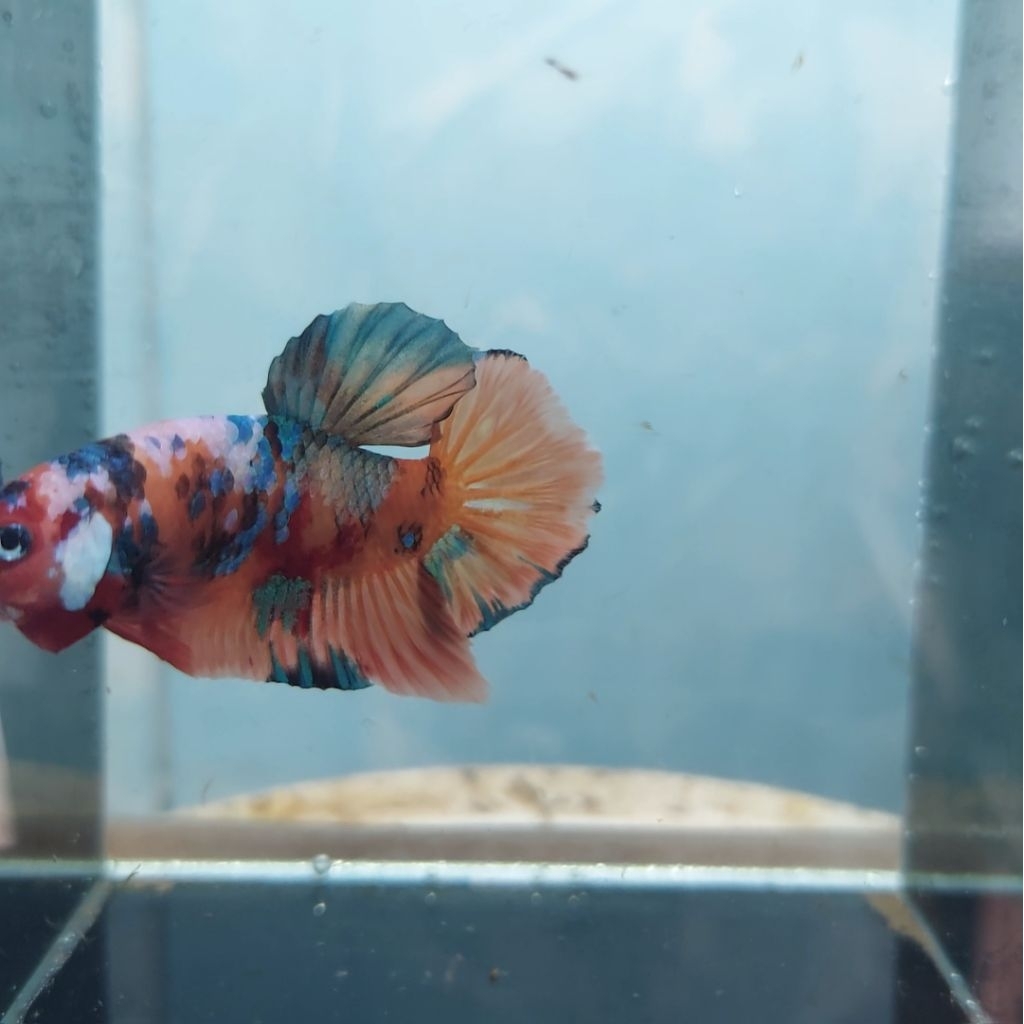 Cupang NEMO GALAXY [REAL PICT]