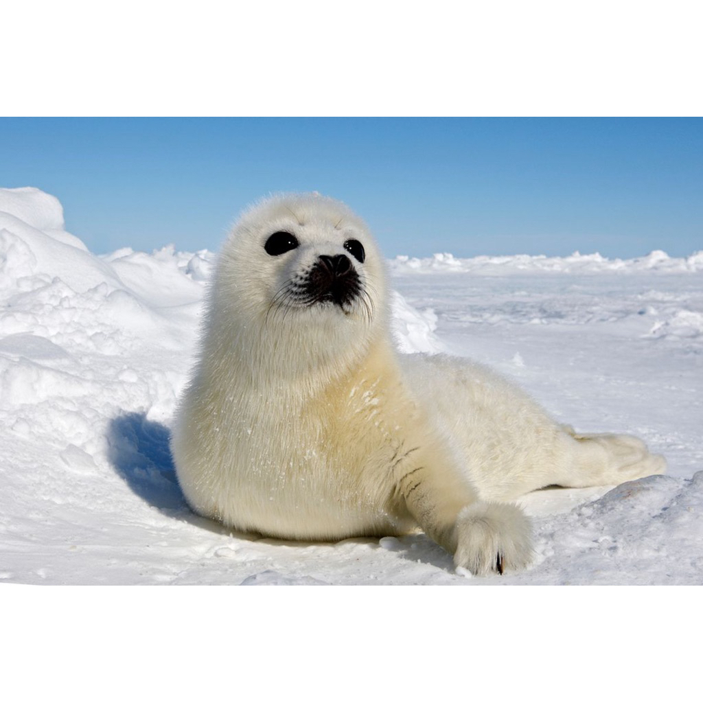 Boneka Karakter Anjing Laut Lucu size 42x26cm / Boneka Anjing Laut / Boneka Hewan Anjing Laut / Bone